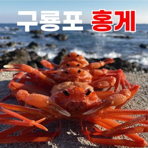 [렛츠팜] 동해안 자숙홍게 자숙 연지홍게 3kg, 가성비홍게3kg(육수용/라면용), 1개