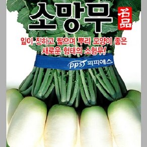 [가람종묘사] 소망무 씨앗(동치미무 잎이 진하고 짧으며 뿌리 모양이 좋은 소형무 품종), 1개