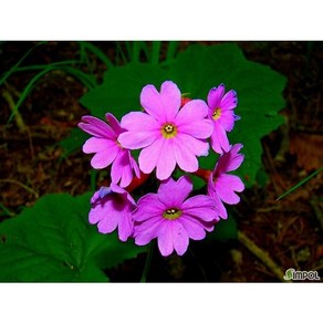 [평창][3포트]큰앵초, 3개, 단일