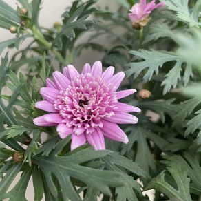 [다온야생화] C5928 목마가렛외목대 (핑크겹) (15cm) [동일품], 1개, -