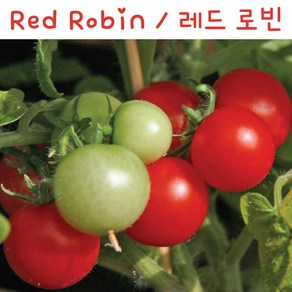 레드로빈 Red Robin 희귀 난쟁이 앉은뱅이 토마토 교육용 체험용키우기 세트, 1개