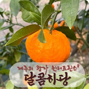 [백화점납품] 제주 윈터프린스 15bix 명절선물 설선물 선물포장 가정용 한정수량 부직포가방 무료증정, 1박스, 2. 선물용 3kg