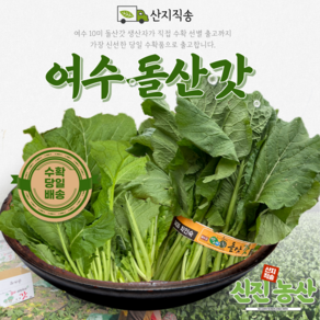 [신진농산] 수확한 여수 돌산갓 생갓, 1박스, 2kg