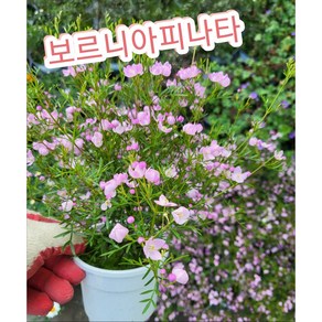 보로니아 피나타(Boonia Pinnata)/ 작그만한 예쁜방울이 톡톡 터지는 작은꽃 보르니아, 1개