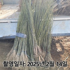 착한가격 나무생각 / 회화나무 / 실생2년 / 1등묘, 1개