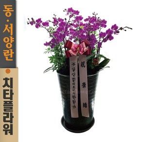 치타플라워 서양란 만천홍 미니 호접 [sn011-A01] 승진 축하 개업 화분 서양난 동양난 동양란 전국 배송, 1개