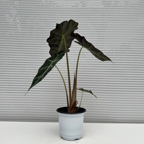 [다은꽃농원]거북알로카시아 거북이 등껍질 키우기쉬운 실내공기정화식물 인테리어, 1개