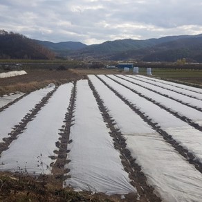 서리방지부직포 못자리부직포 냉해방지 마늘부직포 고추부직포 한랭사 한냉사 병충해방지 겨울작물 20g 폭2m길이400m