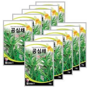 공심채 씨앗 세계 모닝클로리 재배, 10개