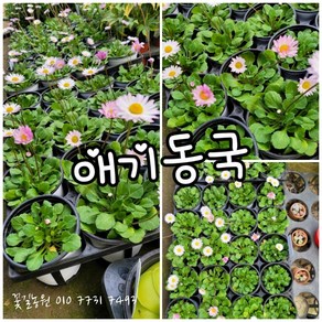 애기동국 0010 특 공기정화식물/미세먼지/공기정화효과 공기정화식물