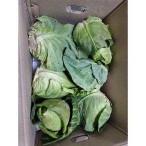 [국내산 / 산지직송] 달큰하고 신선한 홍성 햇 고깔양배추, 5kg, 1박스