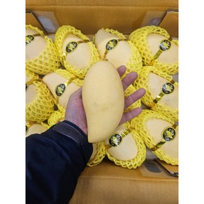 The 바른 [우주대특가] 태국산 프리미엄 망고, 1박스, 2.5kg(6-9개입)