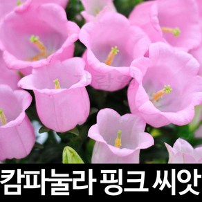 핑크 캄파눌라 씨앗 초롱꽃 종자 꽃씨 야생화 10알, 1개