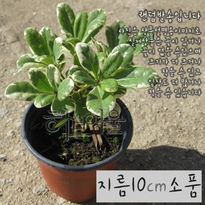 [허브여울관엽] 만리향(돈나무 외목대) 지름 10cm 소품화분 (상토와 마사만 사용), 1개