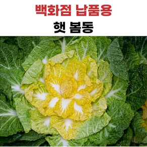 더좋은 봄동 국내산, 1개, 10kg