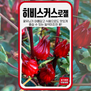 히비스커스 로젤 씨앗 10립 세계종묘 종자 모종 씨 야생화 꽃차 식용꽃 일반종 일년생 고급, 1개