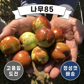 (나무85) 사과대추 R4 내외 분, 1개