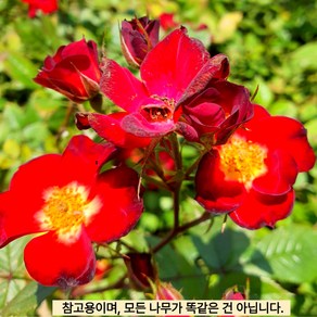 목하원예조경 찔레장미 사계정원장미 (에버그로우루비) 화분묘 개화주, 1개