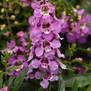 안젤로니아 세레니타 모든컬러(꽃씨앗 종자/ 10립)Angelonia Seenita, 1개