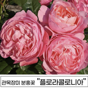 장미나무 3년생 1-2지 독일장미 사계장미 땅장미 정원장미, 1개, 플로라콜로니아