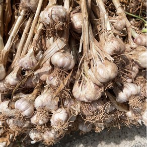 영태푸드 의성 통마늘(육쪽마늘), 1박스, 2kg / 중 / 한접(95-105개)