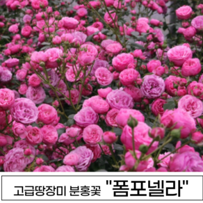 장미나무 3년생 1-2지 독일장미 사계장미 땅장미 정원장미, 1개, 폼포넬라