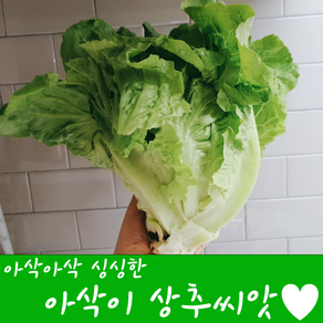 [농대나온남자] 아삭이 상추 씨앗 1000립 + 나비끈끈이트랩, 1개