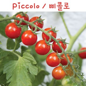 삐콜로 Piccolo 방울토마토 달콤한 희귀토마토 교육체험용 세트