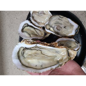 [마켓오션] 통영 프리미엄 최고급 대왕 삼배체 굴 산지직송, 1박스, 1kg