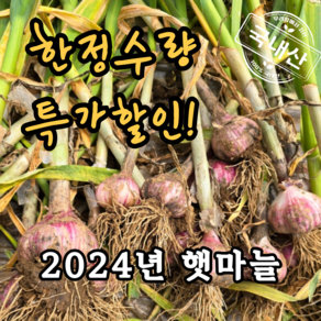 2024년 햇마늘 해풍맞은 태안마늘 장아찌용, 1개, 50개(소)