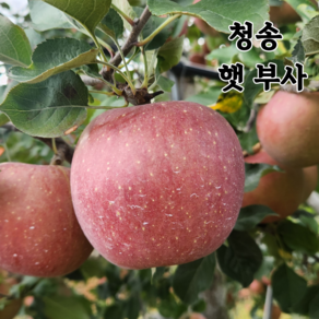 청송 고산지 고당도 햇 부사 [당도선별] 가정용 선물용 2kg 3kg 5kg 10kg 산지직송, 1박스, 가정용 중과 5kg (15~18과)