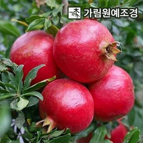 석류나무 묘목 꽃목단석류 7치 결실주 유실수 가림원예조경, 슈퍼왕석류 삽목2년(2개세트), 1개