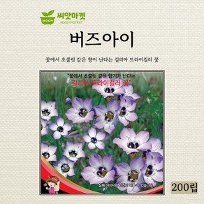 세계종묘 버즈아이 씨앗 200립, 1개