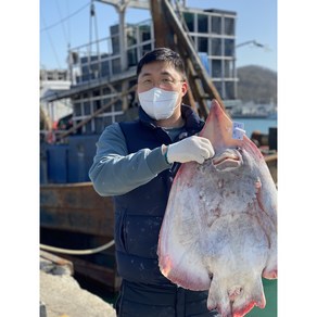 [영하2도 저온숙성] 신선보장 국산홍어 흑산도홍어 500g 1kg 홍어애 서비스 삭힌 삼합용, 국산홍어 250g, 약한삭힘, 1개