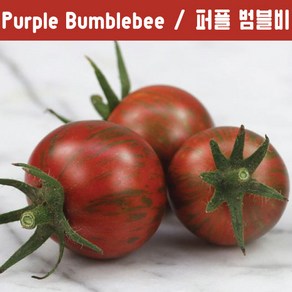 Puple Bumblebee 퍼플 범블비 방울토마토 달콤한 희귀토마토 교육체험용 세트, 1개