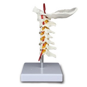 인체 후두골 경추 모형 R RTS