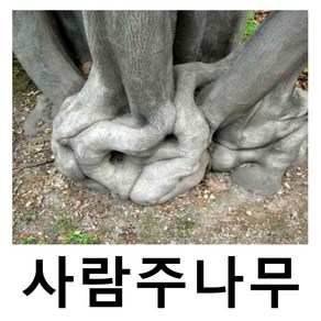 사람주나무 묘목 실생2년 5주묶음, 1개