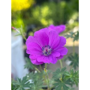 [지인야생화] 쥐손이-애기쥐손이, 1개, 분홍
