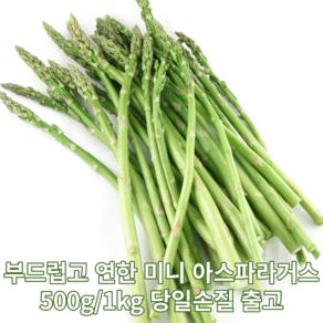 당일작업 싱싱한 미니아스파라거스 500그람, 1개, 500G