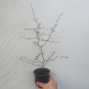 마오리고로키아 코로키아 야생화 호주식물 20~50CM 99