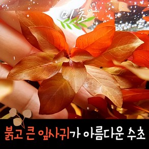 [미초] 루드위지아 다이아몬드 수초 3촉 / 유경 수초 / 초보자 수초 / 어항 수초, 3개