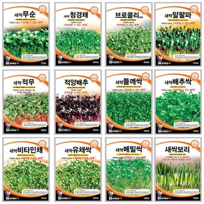 새싹채소모음 새싹씨앗 브로콜리싹 샐러드씨앗 채소씨, 915 새싹콜라비 6000립, 1개