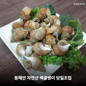 이츠위즈 자연산 백골뱅이 동해안 당일조업, 1개, 1kg 중 (25-35미)