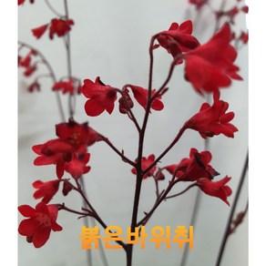 [비젼플라워] (야생화놀이터)----노지월동-베란다월동^^바위취-단풍(붉은)바위취, 1개, 00
