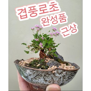 겹풍로초 근상 완성품/풍노초 근상으로 키워보세요, 1개