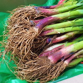 오직 남해 명품 풋마늘 잎마늘 제철 수확 산지발송, 풋마늘 2kg, 1개