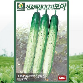 다농 선호백침다다기 오이 씨앗 50립 백다다기 오이 씨 종자, 1개