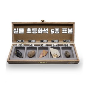 실물 초등화석 5종 화석표본 고사리 조개 나뭇잎 물고기 삼엽충