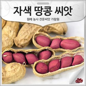 자색 땅콩 씨앗 땅콩씨 종자 재래종 토종 콩 20g