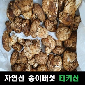 송이버섯 자연산 냉동 터키산